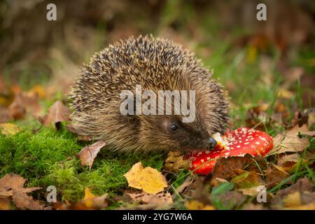 Igel, wissenschaftlicher Name: Erinaceus europaeus. Nahaufnahme eines wilden, einheimischen, europäischen Igels im Herbst mit rotem Fliegenpilz auf grünem Moos. Stockfoto