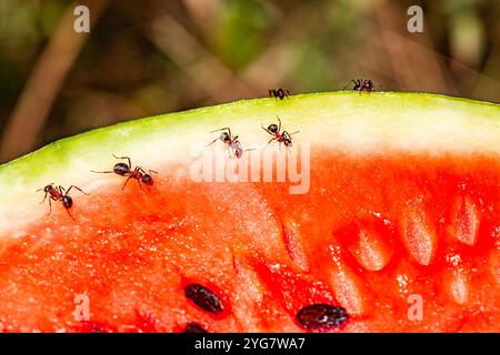 Makrobild mit einer Gruppe von Ameisen bekommt alles von einer Wassermelone, die Ameisen ernähren sich von Wassermelone und sind sehr fleißig. Stockfoto