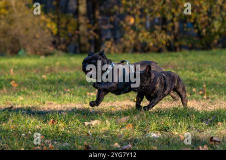 Zwei französische Bulldogge-Welpen spielen im Park an einem sonnigen Herbsttag Stockfoto