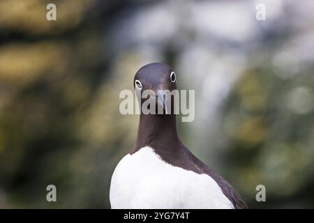 Gemeinsame trottellumme Uria aalge gezügelte Form auf Steilküsten Insel Lunga Treshnish-inseln Inneren Hebriden Argyll und Bute Schottland Großbritannien Stockfoto