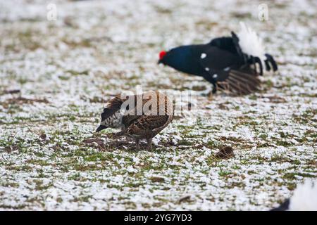 Birkhuhn Tetrao tetrix Putzen in einem Lek in einem schneebedeckten Feld mit einem männlichen Jenseits in der Nähe von Aberfeldy Highland Region Schottland Großbritannien Stockfoto