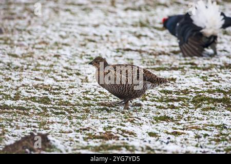 Birkhuhn Tetrao tetrix Putzen in einem Lek in einem schneebedeckten Feld mit einer Darstellung von männlichen Jenseits in der Nähe von Aberfeldy Highland Region Schottland Großbritannien Stockfoto