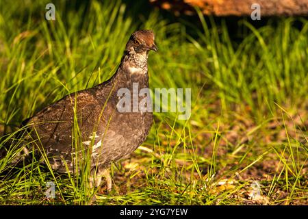 Blue Grouse Dendragapus obscurus Männlichen im Unterholz Signal Mountain Grand Teton National Park Wyoming USA Jue 2015 Stockfoto