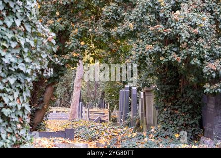 Vorkriegsgräber auf dem Neuen Jüdischen Friedhof im Prager Stadtteil Zizkow, Tschechische Republik. Fotografiert im Herbst mit gefallenen Blättern auf dem Boden. Stockfoto