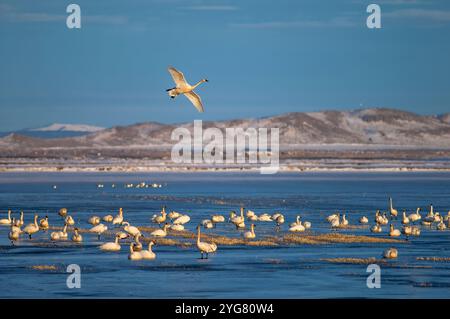 Tundra Swans im Lower Klamath National Wildlife Refuge an der Grenze zwischen Oregon und Kalifornien. Stockfoto