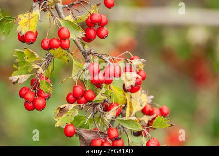 Kaffeeplantage, Kaffeebohnen auf Baum mit Sonnenaufgang Hintergrund. Frische rote und grüne Kaffeebohnen auf Bäumen Kaffeebohnen Reifen, rote Beerenzweige hinein Stockfoto
