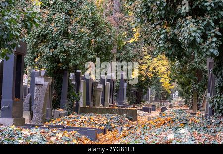 Vorkriegsgräber auf dem Neuen Jüdischen Friedhof im Prager Stadtteil Zizkow, Tschechische Republik. Fotografiert im Herbst mit gefallenen Blättern auf dem Boden. Stockfoto