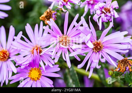 Cluster von Echinacea-Blüten auf Gartenpflanze. Echinacea ist eine Gattung oder Gruppe krautiger blühender Pflanzen aus der Familie der Gänseblümchen. Die Gattung hat neun Stockfoto