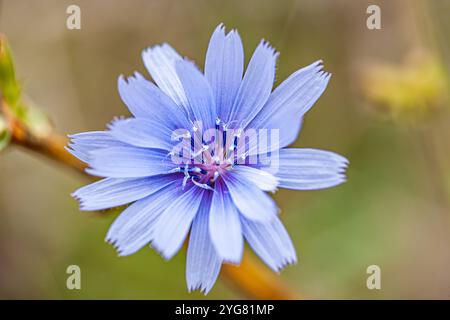 Zichorien, Cichorium intybus, mit einer schönen blauen Blume unter natürlichem Sonnenlicht. Dieses ausdauernde Kraut ist auch als blaues Gänseblümchen oder Blau bekannt Stockfoto