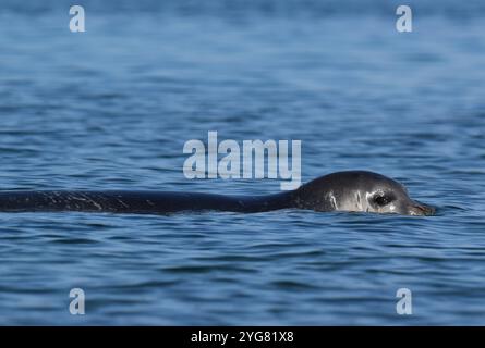 Mittelmeer Mönchsrobbe (Monachus monachus), Lichadonisia, Mittelmeer, Griechenland Stockfoto