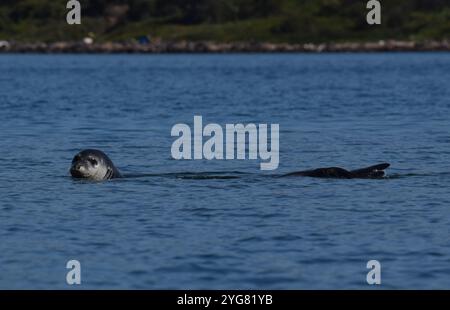 Mittelmeer Mönchsrobbe (Monachus monachus), Lichadonisia, Mittelmeer, Griechenland Stockfoto