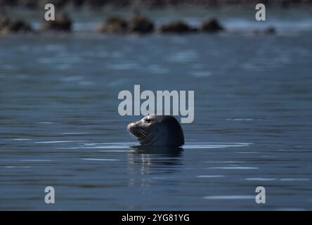 Mittelmeer Mönchsrobbe (Monachus monachus), Lichadonisia, Mittelmeer, Griechenland Stockfoto