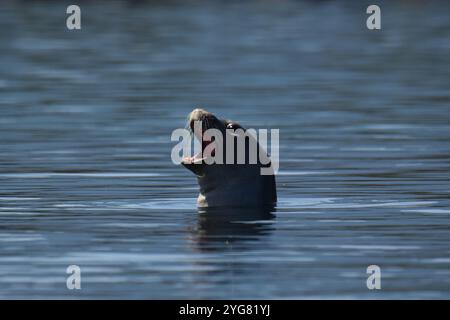 Mittelmeer Mönchsrobbe (Monachus monachus), Lichadonisia, Mittelmeer, Griechenland Stockfoto