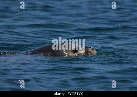 Mittelmeer Mönchsrobbe (Monachus monachus), Lichadonisia, Mittelmeer, Griechenland Stockfoto