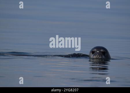 Mittelmeer Mönchsrobbe (Monachus monachus), Lichadonisia, Mittelmeer, Griechenland Stockfoto