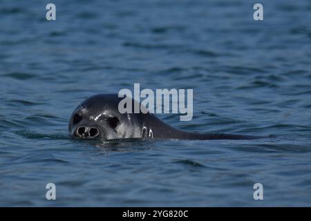 Mittelmeer Mönchsrobbe (Monachus monachus), Lichadonisia, Mittelmeer, Griechenland Stockfoto