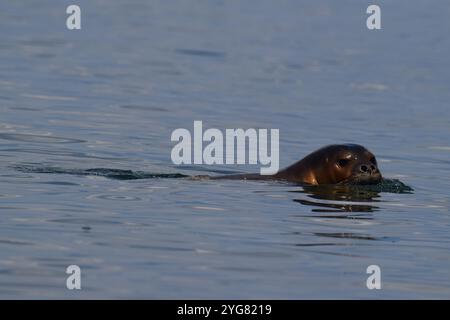 Mittelmeer Mönchsrobbe (Monachus monachus), Lichadonisia, Mittelmeer, Griechenland Stockfoto