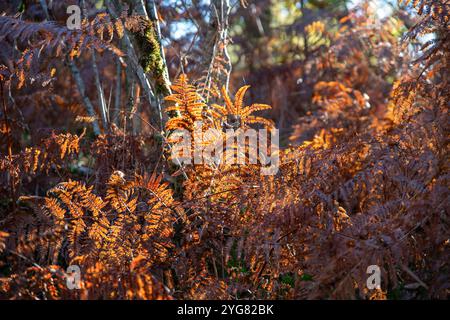 Nahaufnahme von braunen Farnblättern in einem Wald im Herbst Stockfoto