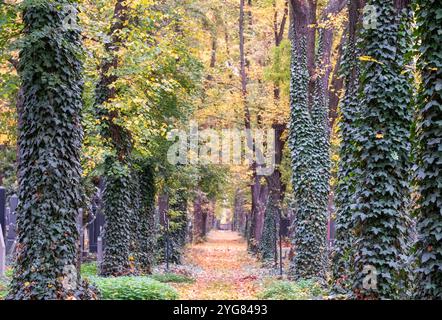 Vorkriegsgräber auf dem Neuen Jüdischen Friedhof im Prager Stadtteil Zizkow, Tschechische Republik. Fotografiert im Herbst mit gefallenen Blättern auf dem Boden. Stockfoto