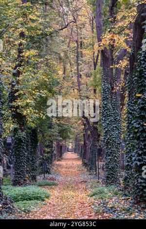 Vorkriegsgräber auf dem Neuen Jüdischen Friedhof im Prager Stadtteil Zizkow, Tschechische Republik. Fotografiert im Herbst mit gefallenen Blättern auf dem Boden. Stockfoto