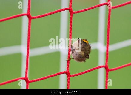 München, Deutschland. November 2024. Vogel Sommergoldhaehnchen im Tor netin der Gruppenliga Spiel FC BAYERN MÜNCHEN - SL BENFICA LISSABON von Fußball UEFA Champions League in der Saison 2024/2025 in München, 06. November 2024, FCB, 4. Spieltag, München Fotograf: ddp Images/STAR-Images Credit: ddp Media GmbH/Alamy Live News Stockfoto