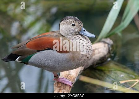 Porträt eines geringten Petrol (callonetta leucophrys), der auf einem Ast in einem See thront Stockfoto