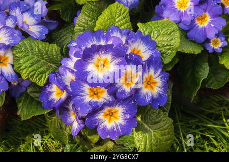 Nahaufnahme von Blumen auf Primula / Primrose Starflame eine Primula, die zweifarbig ist und im Winter bis zum späten Frühling blüht, ist immergrün und voll hart. Stockfoto