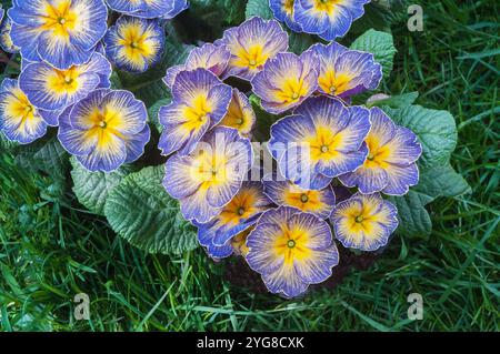 Nahaufnahme der Blumen auf Primrose / Primula Fireflies Eine blau-gelbe Doppelprimula, die im Winter bis zum späten Frühling blüht, ist immergrün und völlig hart. Stockfoto