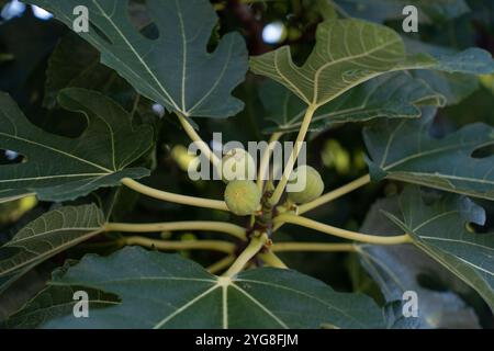 Nahaufnahme junger grüner Feigen, die auf einem Feigenbaum mit großen, lebhaften Blättern wachsen Stockfoto