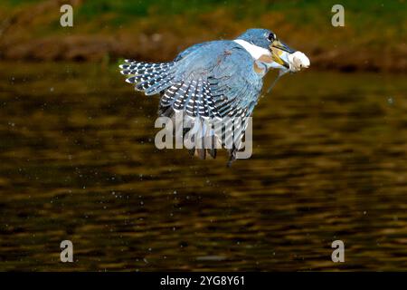 Umringte eisvogel tauchen auf der Jagd nach Nahrung im Pantanal Brasilien. Stockfoto