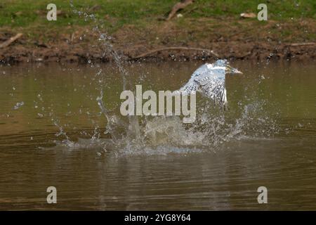 Umringte eisvogel tauchen auf der Jagd nach Nahrung im Pantanal Brasilien. Stockfoto