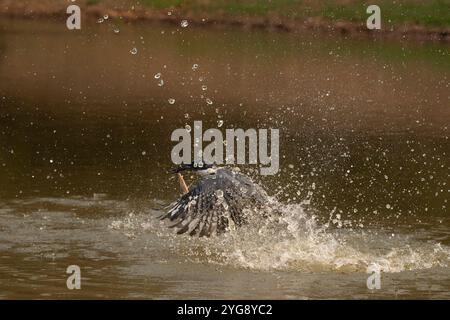 Umringte eisvogel tauchen auf der Jagd nach Nahrung im Pantanal Brasilien. Stockfoto