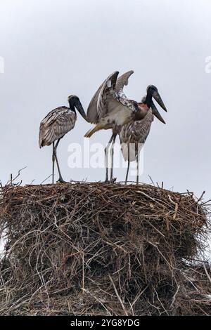 Junger jabiru-Storch, der im Morgenlicht auf dem Nest im Pantanal Brasiliens steht. Stockfoto