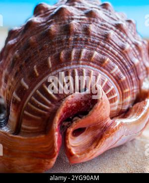 Nahaufnahme einer Bullmouth Helmschale (Cypraecassis rufa) an einem Sandstrand Stockfoto