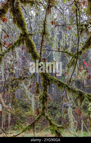 Methuselahs Bart, Usnea longissima, im Regen im Schafer State Park, Washington State, USA Stockfoto