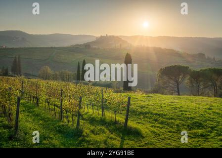 Chianti Weinberge Landschaft im Herbst bei Sonnenuntergang. Greve in Chianti, Provinz Florenz, Toskana, Italien, Europa. Stockfoto