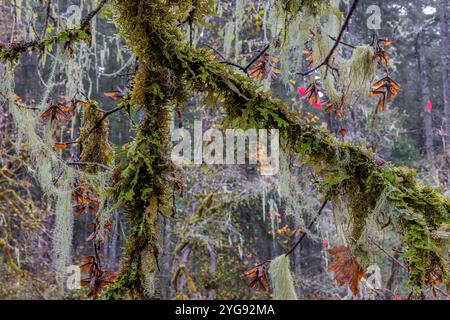 Methuselahs Bart, Usnea longissima, im Regen im Schafer State Park, Washington State, USA Stockfoto