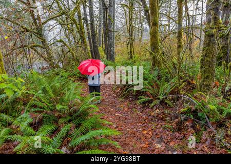 Im Schafer State Park, Washington State, USA Stockfoto