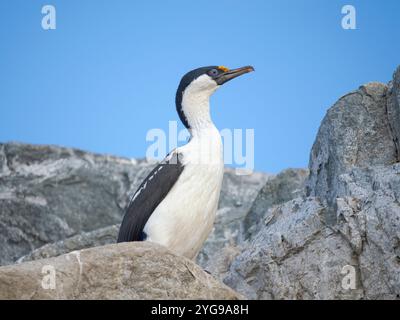 Antarktischer Shag oder antarktischer Kormoran. Hydrurga Rocks, Antarktische Halbinsel Stockfoto