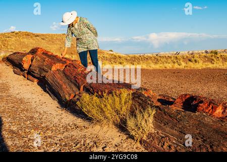 Leitende Touristikerin inspiziert gefallene versteinerte Stämme; Jasper Forest; Petrified Forest National Park; Arizona; USA Stockfoto