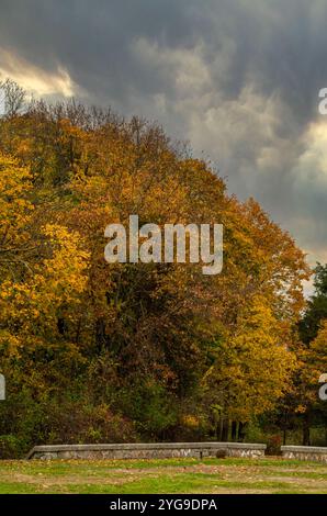 Steinmauer und Baum auf der Landseite, Easton, MA Stockfoto