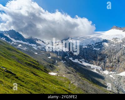 Tiroler Bergschaf (auch Pecora Alina Tirolese genannt) auf seiner Alm (Shieling) in den Otztaler Alpen (Obergurgl, hohe Mut, Gaisbergtal). Österreich, Tirol Stockfoto