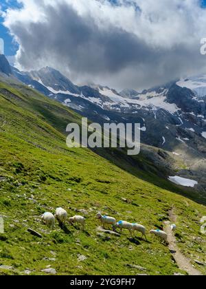 Tiroler Bergschaf (auch Pecora Alina Tirolese genannt) auf seiner Alm (Shieling) in den Otztaler Alpen (Obergurgl, hohe Mut, Gaisbergtal). Österreich, Tirol Stockfoto