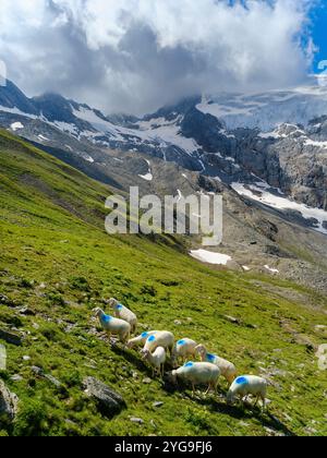 Tiroler Bergschaf (auch Pecora Alina Tirolese genannt) auf seiner Alm (Shieling) in den Otztaler Alpen (Obergurgl, hohe Mut, Gaisbergtal). Österreich, Tirol Stockfoto