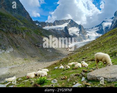 Tiroler Bergschaf (auch Pecora Alina Tirolese genannt) auf seiner Alm (Shieling) in den Otztaler Alpen (Obergurgl, hohe Mut, Gaisbergtal). Österreich, Tirol Stockfoto