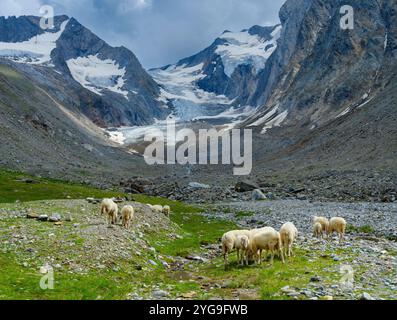 Tiroler Bergschaf (auch Pecora Alina Tirolese genannt) auf seiner Alm (Shieling) in den Otztaler Alpen (Obergurgl, hohe Mut, Gaisbergtal). Österreich, Tirol Stockfoto