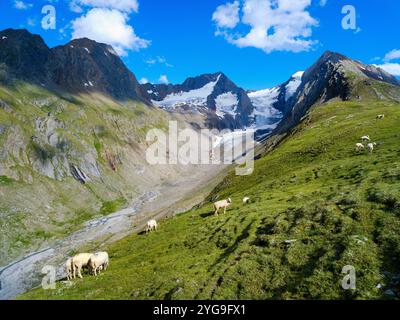 Tiroler Bergschaf (auch Pecora Alina Tirolese genannt) auf seiner Alm (Shieling) in den Otztaler Alpen (Obergurgl, hohe Mut, Gaisbergtal). Österreich, Tirol Stockfoto