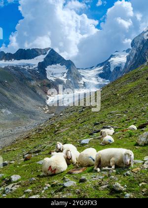 Tiroler Bergschaf (auch Pecora Alina Tirolese genannt) auf seiner Alm (Shieling) in den Otztaler Alpen (Obergurgl, hohe Mut, Gaisbergtal). Österreich, Tirol Stockfoto