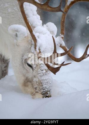 Suche nach Nahrung in tiefem Schnee. Rentiere, die während des arktischen Winters mit Schnee bedeckt sind. Rentierfarm in der Nähe von Pyha in Finnland nördlich des Polarkreises. Stockfoto