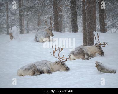 Rentiere, die während des arktischen Winters mit Schnee bedeckt sind. Rentierfarm in der Nähe von Pyha in Finnland nördlich des Polarkreises. Stockfoto